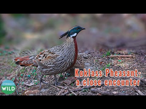 Koklass — Chopta close encounter