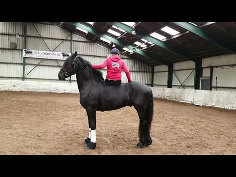 Stal Okkema's Delmer v. Thorben hengst 2017