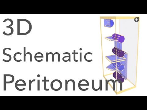 Peritoneum - 3D Schematic Anatomy & Relations