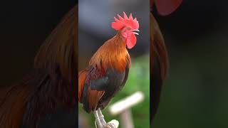 Download lagu Amazing‼️Suara Ayam Jago Berkokok di Pagi Hari #shorts #animals mp3