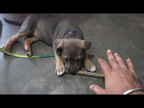 playing with wooden stick । Dog Training and Teething