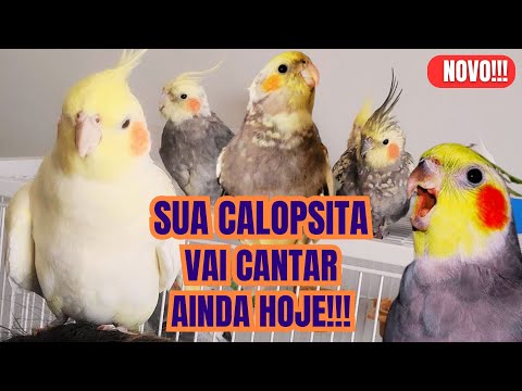 3 Horas Cantos de Calopsita  Vários cantos para ensinar sua Calopsita a cantar  Família de Calopsita