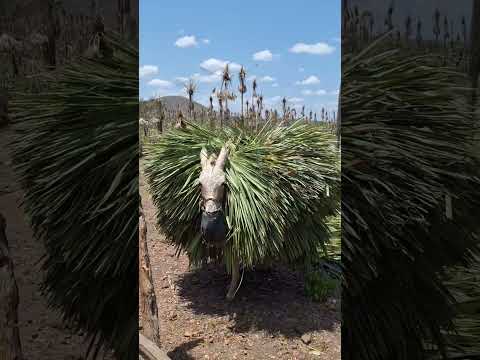 Senador Sá_CE: colheita da palha da carnaubeira..