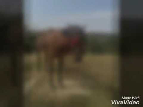 Vând iapa fuge cu 40 merge la orice proba,varsta 3 ani detalii la telf0769511064loc terpezita dolj