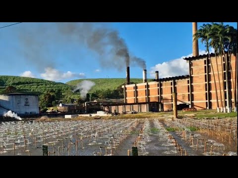 USINA PUMATY COAF VALE, SAFRA 2025-2026, JOAQUIM NABUCO-PE