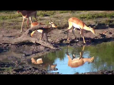 Djuma: Wildebeest and Impalas - 16:40 - 04/13/19