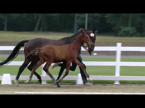 Hf v Floriscount x Dimaggio 2016