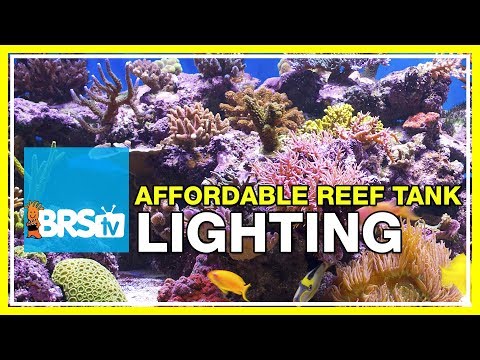 FAQ #37: What's the most affordable lighting system for a reef tank? | #52FAQ