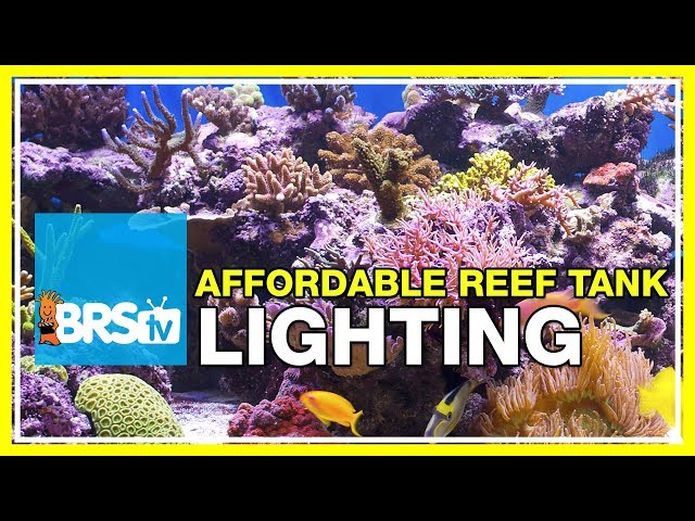 FAQ #37: What's the most affordable lighting system for a reef tank? | #52FAQ