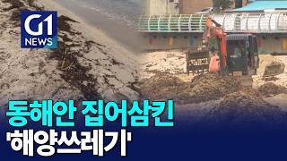[G1뉴스]해양쓰레기에 신음하는 청정 동해안