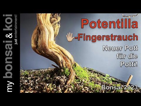 Bonsai 2023-8 - Potentilla - Fünffingerstrauch - neuer Pott für den Potti!