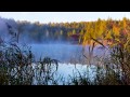 Утро в лесу 