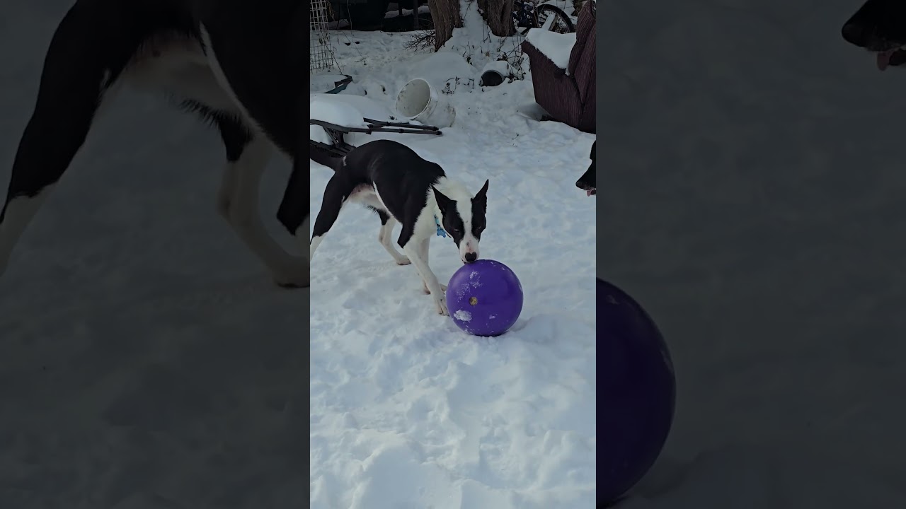 Apollo, a ADOPTABLE mixed breed in Minneapolis, MN video 6/6