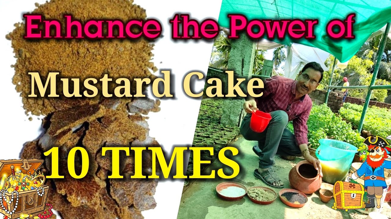 How to Enhance the Power of Mustard Cake 10 TIMES and get Enormous Flowering