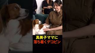 真美子ママ大好きなデコピン　#shoheiohtani  #大谷翔平  #プロ野球  #shorts