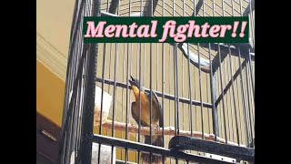 Download lagu CARA MEMBUAT TLEDEKAN BERMENTAL FIGHTER mp3 Download lagu CARA MEMBUAT TLEDEKAN BERMENTAL FIGHTER mp3