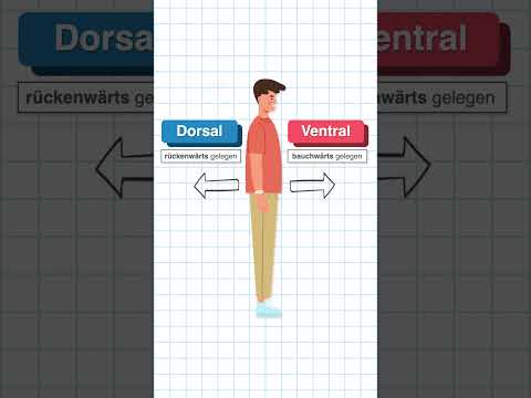 Weitere anatomische Lagebezeichnungen in 60 Sekunden erklärt #medizin #anatomie #medizinstudium