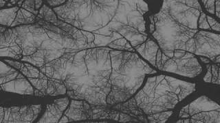 Raven - Quiet These Paintings Are