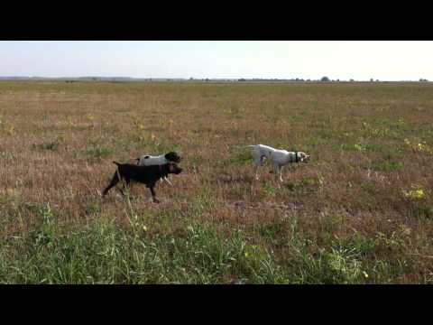 aret a trois (dino, fred & pitzi )