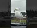 McDonald S Seagull