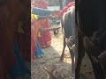 83 years Old Granny Worshiping Cow. #youtubeshorts #funny #shorts