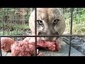 How to Feed 100 BIG CATS!