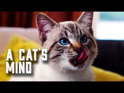 A Cat's Mind