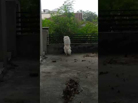 #respect #dog #naji  short