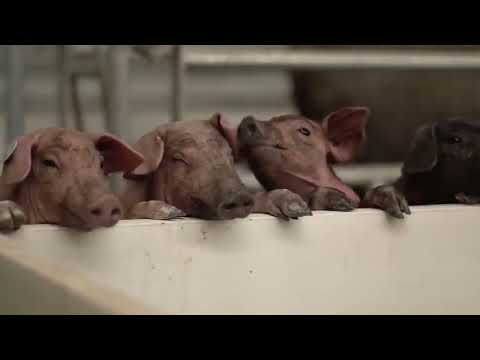 World Most Expensive Black Pig Are Raised This Way - Black  Pigs Farming