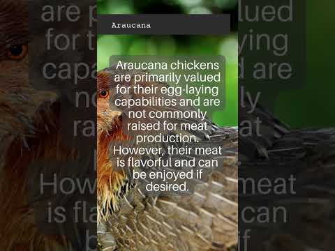 , title : 'All about Chicken Breeds | Araucana'