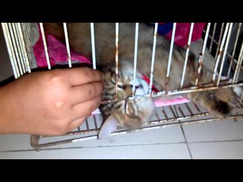 My cat ( Najma) sleeps like DEAD!!