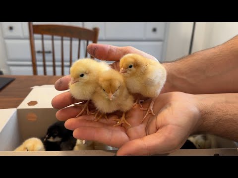 Unboxing new baby chicks