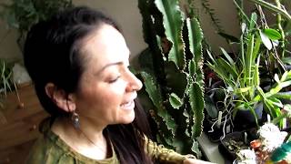How to Water Cacti & Succulent Seedlings