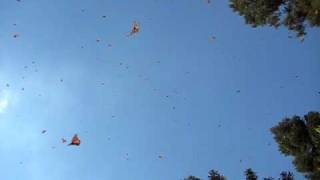 preview picture of video 'Mariposas Monarchas - Monarch Butterflies of Michoacán 1'