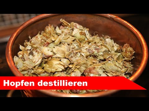 🌷 Hopfen destillieren 🌻 - ätherisches Öl selber machen - diSTILLed