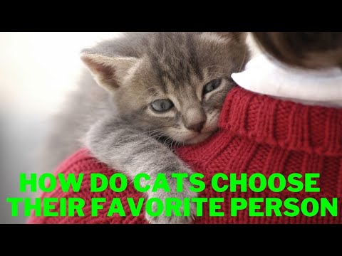 How Do Cats Choose Their Favorite Person ‍♀️ Find Out!