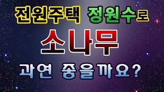 [텃밭농부.646]  정원수로 소나무가 좋을까요?
