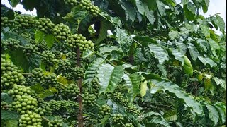 Download lagu Kebun kopi sistem pagar usia 20 bulan mp3