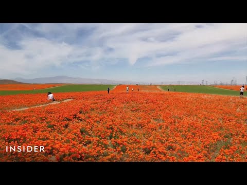 Stunning Video Shows Poppy Blooms Taking Over Parts Of California | Insider News