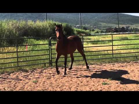 HL Houdini - 9 year old - Gelding