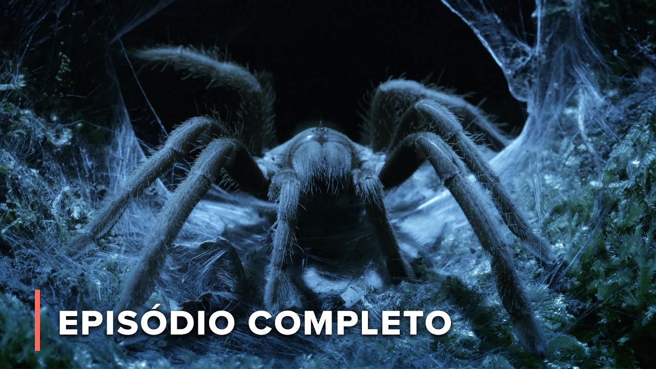 Assassinos silenciosos de animais do deserto australiano | Australianos Mortais 101