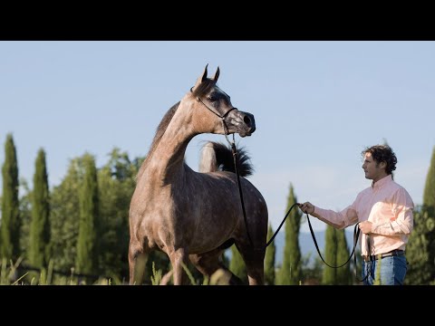 KIAHF AUCTION 2023 - Brianne Alfabia Embryo Right