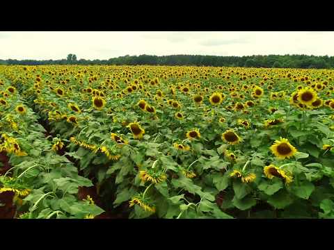 Low Country Photo & Aerial Soutions video.