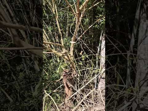 casa do meu avô  onde era o moinho  Paula cândido