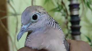 Download lagu Perkutut Lokal Alam WISNUMURTI Matanya HITAM, Tulungagung hp 085648311422 mp3 Download lagu Perkutut Lokal Alam WISNUMURTI Matanya HITAM, Tulungagung hp 085648311422 mp3