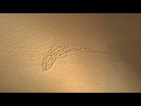 Sand Fish | Sand Printer