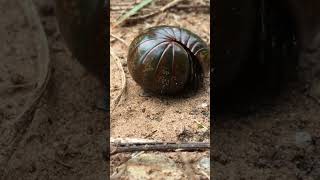 Download lagu Apa Yang Terjadi Jika Seluruh Manusia Menghilang Dari Bumi? mp3