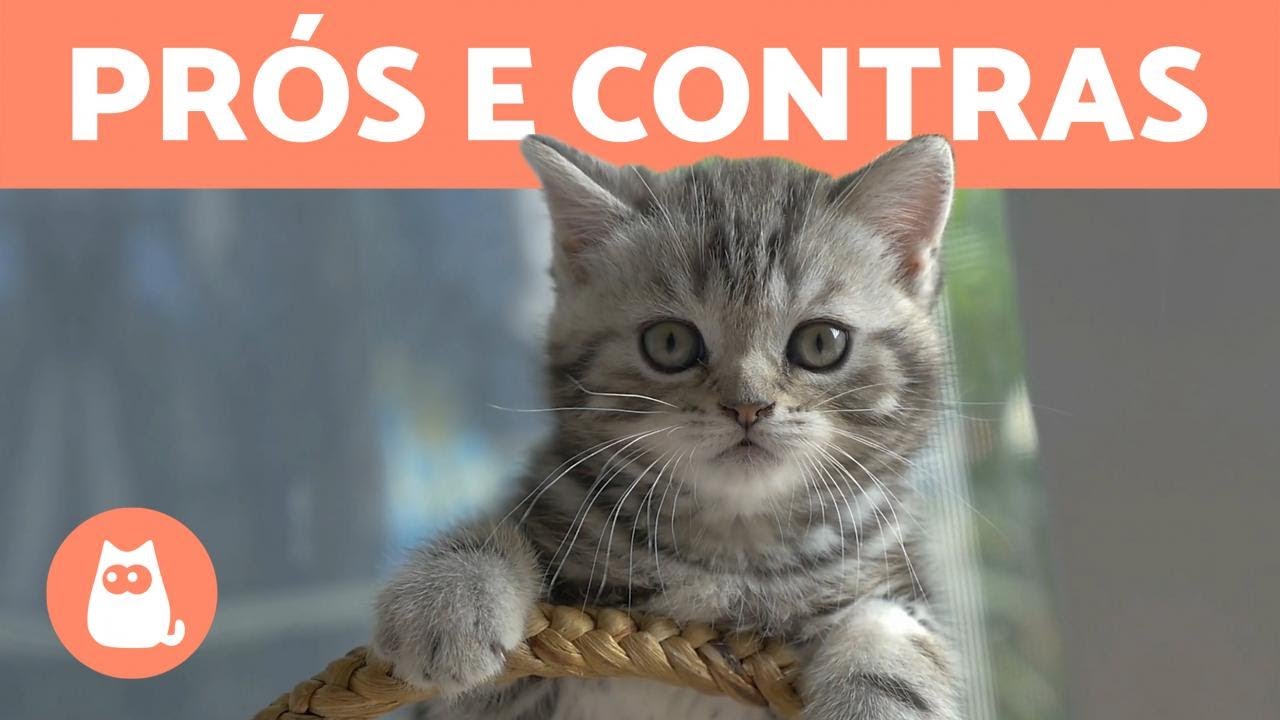 É melhor adotar um GATO MACHO OU FÊMEA? 🐱 DIFERENÇAS