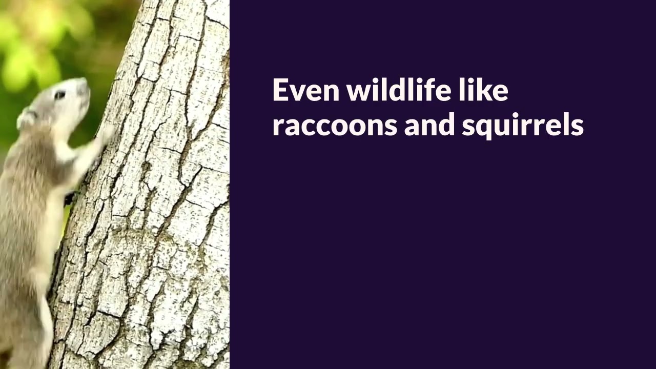 Spring Pest Control & Wildlife Removal | Protect Your Home Before Infestations Start