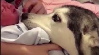 Husky’s love for newborn will melt your heart
